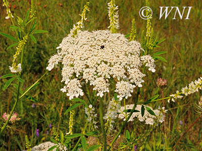 Wild Carrot (Daucus carota)